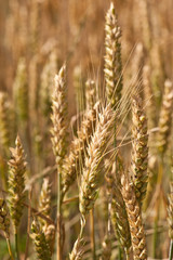 spighe di grano