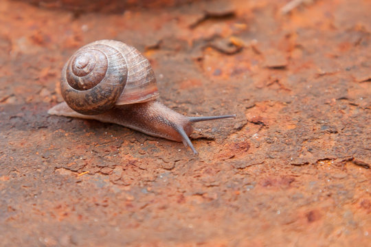 Snail