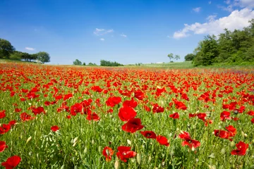 Gardinen Poppy field © Mytho