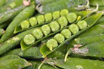 Green peas in pods