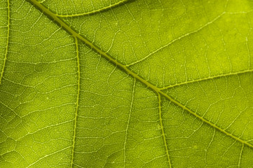 Green nature leaf