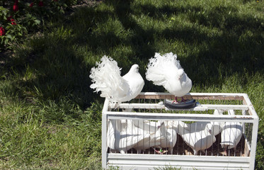 two white doves from a cage