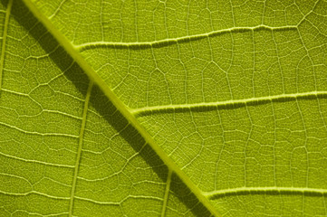 Green nature leaf