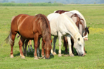 Naklejka na ściany i meble horses in pasture
