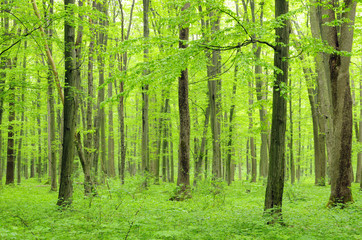 Fototapeta premium green forest