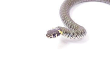 snake
