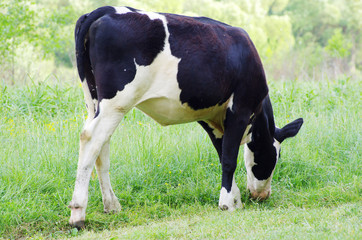 cow