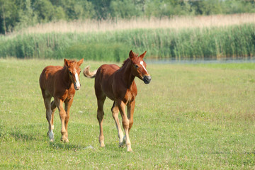 Fototapeta premium two brown foals running