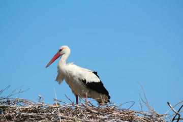 white stork in nest