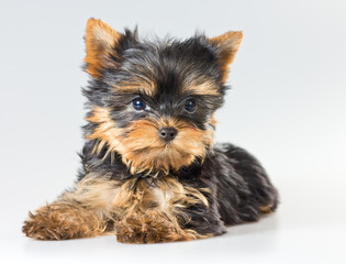 Small puppy Yorkshire Terrier