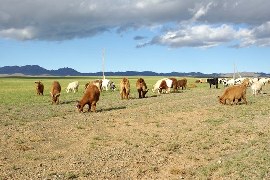 Troupeau de chèvres, Mongolie