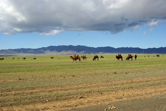 Chameaux, Mongolie