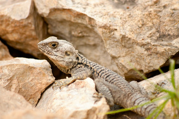 Naklejka na ściany i meble Close-up lizard on a rock