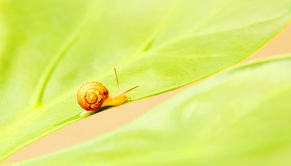 Little snail