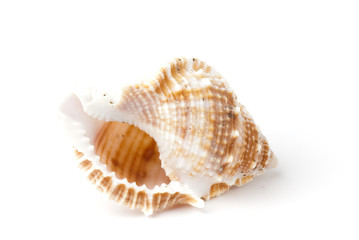 seashell