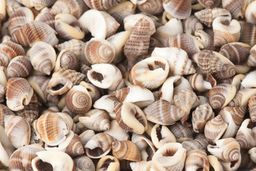 seashell
