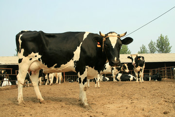 cows in a farm