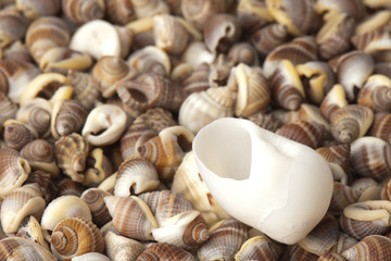 seashell