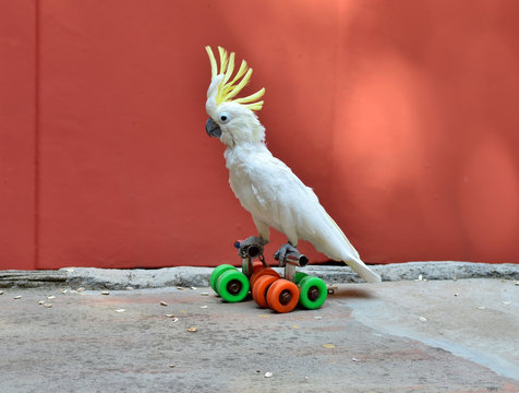 Fototapeta Parrot on rolls