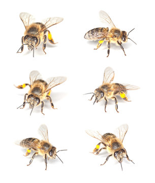 Honey bee (Apis mellifera) collection