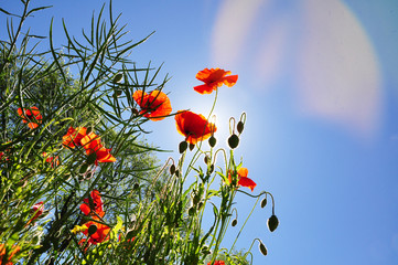 poppy field