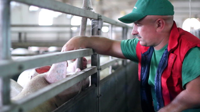 Pig Farming