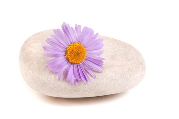 Fototapeta na wymiar stein und blume - stone with flower