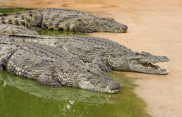 Three African nile crocodiles resting next to water