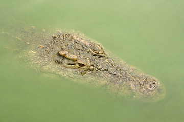 Head of an African nile crocodile closeup