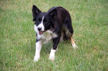 Cane Border Collie