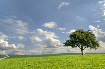 Grüne Wiese im Schwarzwald