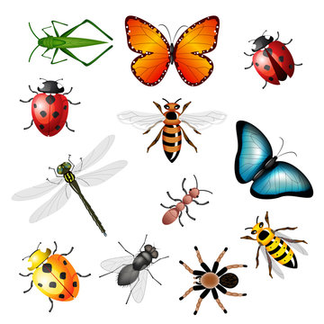 Collection of vector insects - bugs and invertebrates