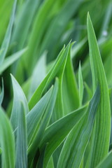 Зелень ирисов на клумбе весной