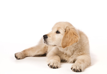 Golden Retriever puppy