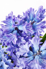 beautiful hyacinth