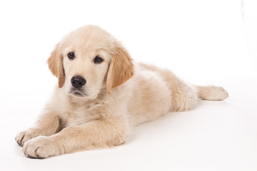 Golden Retriever puppy