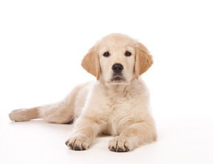 Obraz premium Golden Retriever puppy