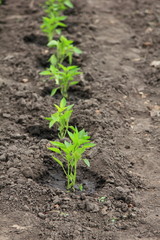 Рассада молодого перца на грядке весной