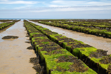 Austernfarm auf der Kanalinsel Jersey