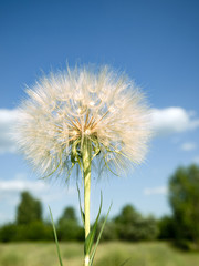 Naklejka premium Big dandelion on natural background