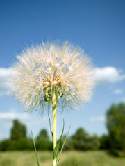 Big dandelion on natural background