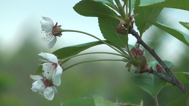 Close up shot of flowering cherry-tree.