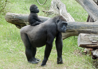 Baby gorilla