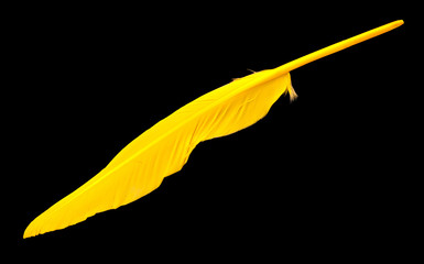 Yellow feather isolated over black