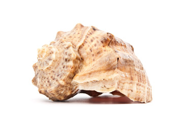 seashell