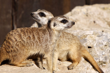 Erdmännchen