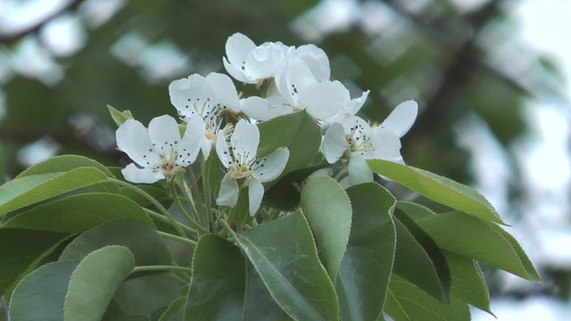 Pear twig with leaves and flowers.