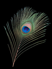 Obraz premium Peacock feather over black