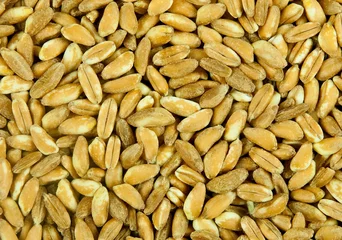 Foto op Canvas Spelt - healthy grain © Mushy