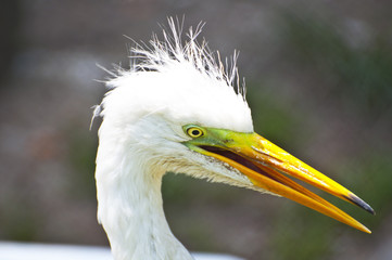 Close up of snowy white egret